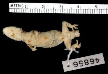 Media type: image;   Herpetology R-46856